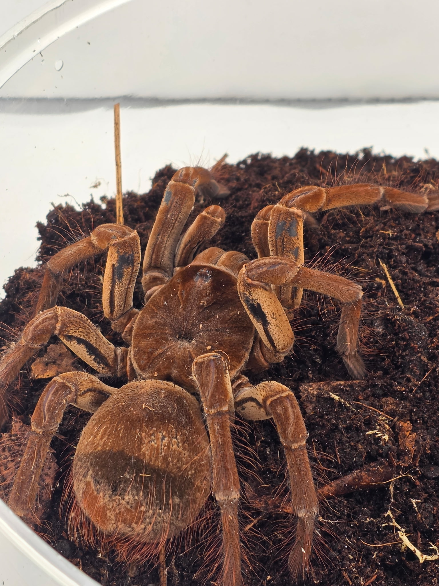Tarantula